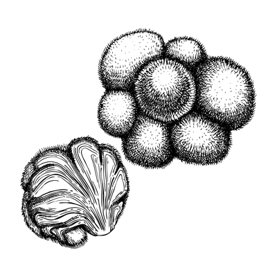 Lion’s Mane. Adaptogenic mushroom hand-sketched illustration. Medicinal plant drawing isolated on white background. Natural adaptogen sketch in vintage style.
